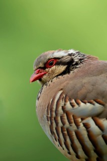 Red legged or French partridge (Alectoris rufa) adult bird head portrait, England, United Kingdom