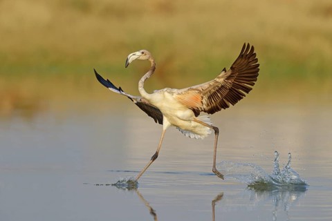 Pink flamingo, (Phoenicopterus ruber), Phoenicopterus roseus, animals, birds, flamingo, biotope,