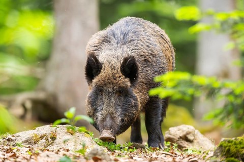 Wild boar (Sus scrofa) standing in a forest, Bavaria, Germany
