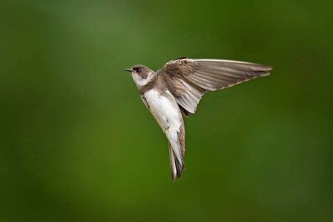 Sand martin (Riparia riparia), in flight, Reussegg nature reserve, Canton Aargau, Switzerland