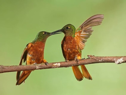 Chestnut-breasted Coronet (Boissonneaua matthewsii) perched on a branch, Napo, Ecuador