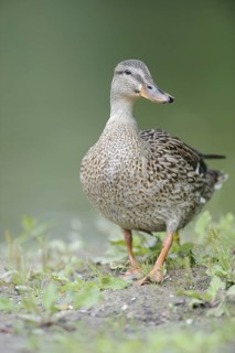 Mallard (Anas platyrhynchos) female, Thuringia, Germany