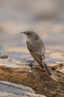Rusty-tailed Wheatear, (Oenanthe familiaris), adult, alert, Mountain Zebra National Park, South