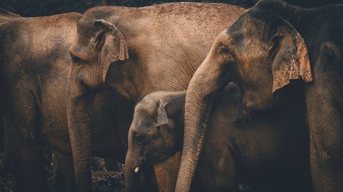 Three Asian elephants (elephas maximus) in a darker environment forming a unit, Pinnawela Elephant