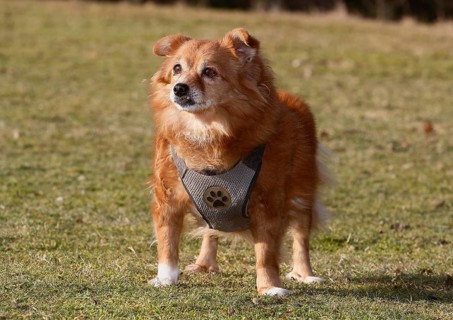Chihuahua-Spitz crossbreed (Canis lupus familiaris), standing from the front on the meadow, North