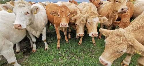Cows (bos taurus) standing close together in a meadow, Franconian Forest nature park Park