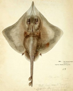 New Zealand rough skate, Raja nasuta, Zearaja nasuta, New Zealand rough skate, fish, reproduction