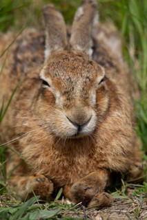 European brown hare (Lepus europaeus) adult animal sleeping in grassland, England, United Kingdom