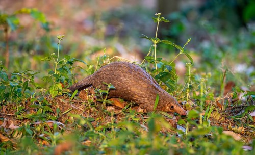 Pangolin between leaves on the ground, White-bellied pangolin (Phataginus tricuspis, Manis