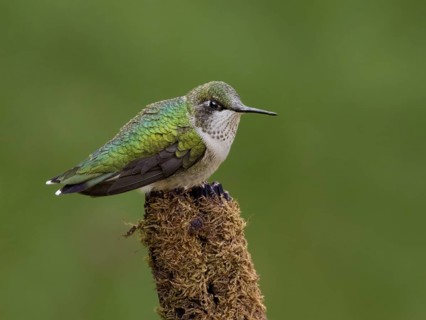 Ruby-throated Hummingbird (Archilochus colubris) female, Saskatchewan, Canada