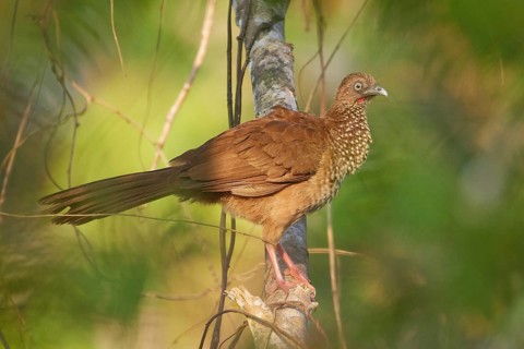 Speckled Chachalaca (Ortalis guttata guttata), Ecuador