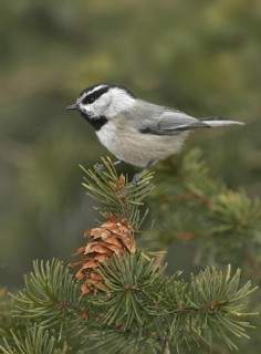 Mountain Chickadee (Poecile gambeli), New Mexico, USA