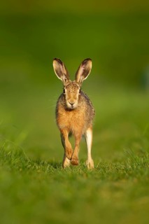 European brown hare (Lepus europaeus) adult animal running in grassland in spring, England, United