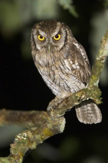 Tropical Screech Owl (Megascops choliba), Ecuador