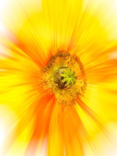 Flower impression, poppy (Papaver), zoom effect