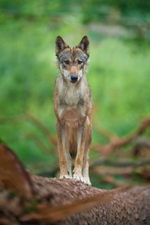 European gray wolf (Canis lupus), standing on tree trunk in forest, Germany