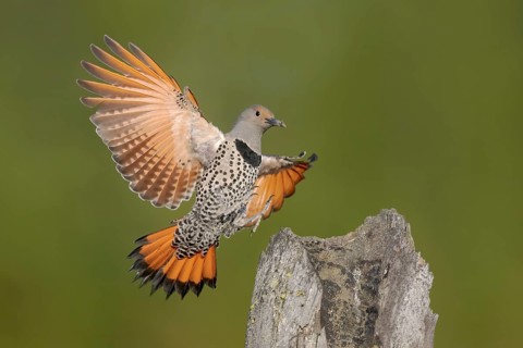 Northern Flicker (Colaptes auratus) female approaching a pole, British Columbia, Canada