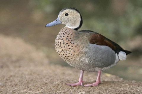 Ringed Teal (Callonetta leucophrys), Arizona, USA