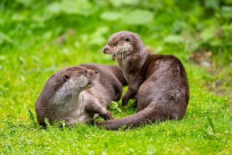 Eurasian otter (Lutra lutra) playing with each other in the grass, Bavaria, Germany