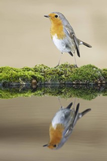 European Robin (Erithacus rubecula), Asturias, Spain