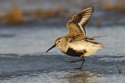 Dunlin (Calidris alpina), Alaska, USA