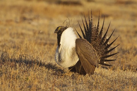 Sage Grouse (Centrocercus urophasianus) male mating, California, USA