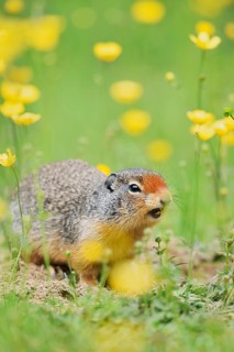 Columbia ground squirrel (Urocitellus columbianus, Spermophilus columbianus) in a flower meadow,