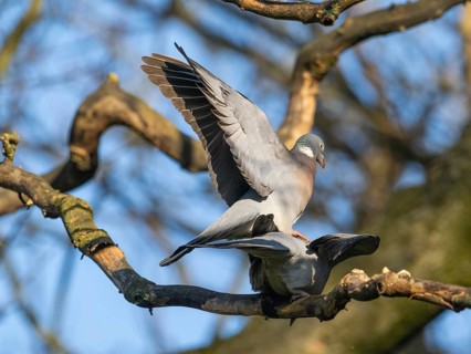 Wood Pigeon (Columba palumbus), two adult birds perched on a branch, about to copulate,