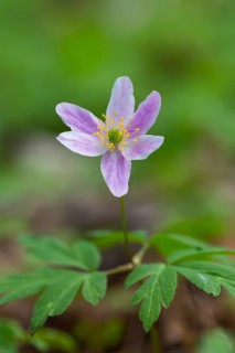 Wood anemone (Anemone nemorosa) pink flower blooming in spring forest