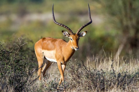 Grantgazelle (Gazella granti), Samburu National Park, Kenya