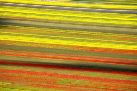 The lentil bloom in Castelluccio di Norcia, nestled in the Sibillini Mountains of the Italian