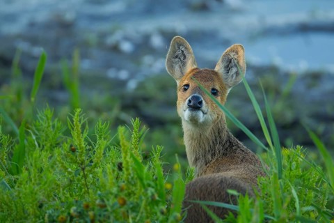 Chinese water deer (Hydropotes inermis) adult animal on the edge of a reedbed in summer, RSPB