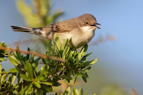 Nachtigallengrasmücke, Eastern Orphean Warbler, Sylvia crassirostris, Orpheusgrasmücke, Östliche