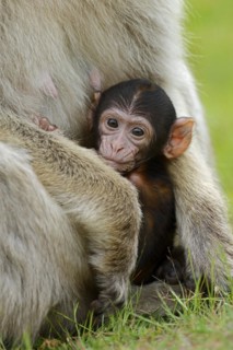 Barbary macaque (Macaca sylvanus), juvenile, captive, occurring in Morocco, Algeria and Gibraltar