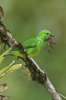 Golden-browed Clorophonia (Chlorophonia callophrys) perched on a branch in Costa Rica, Central