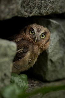 Tropical Screech Owl (Megascops choliba) captive, juvenile, Germany