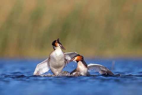 Great Crested Grebe, (Podiceps Scalloped ribbonfish), courtship behaviour, two individuals, Hides