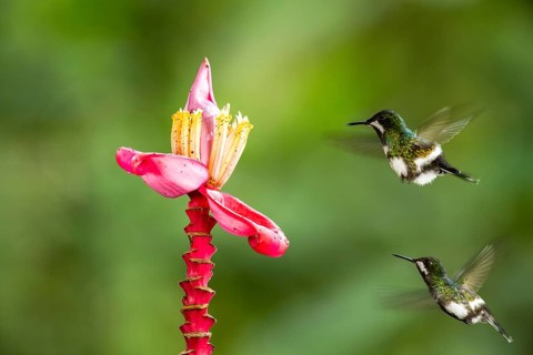 Green Thorntail (Discosura conversii) female flying and feeding on flower nectar, Pichincha,