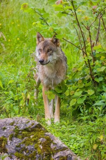 A Eurasian gray wolf (Canis lupus lupus) stands on a small hill in green vegetation, watches his
