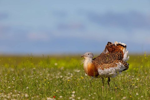 Great bustard (Otis tarda), Outarde barbue, Avutarda Común, Spain, Toledo, Hides De Calera / Great