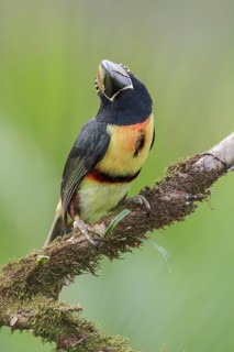Collared Aracari (Pteroglossus torquatus) perched on a branch in Costa Rica