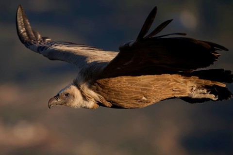 A Griffon Vulture gracefully soars over the diverse landscapes of Alicante, Spain, displaying its
