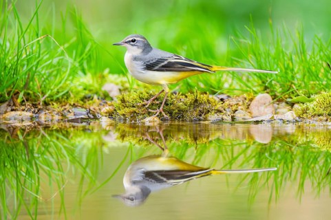 Grey Wagtail (Motacilla cinerea) hunting at a little lake in a swamp, wildlife, Germany