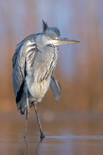 Grey Heron (Ardea cinerea), Hungary