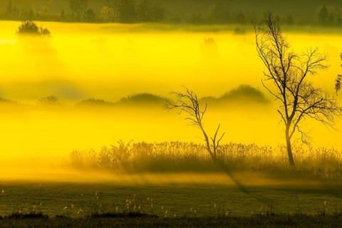 Early morning fog over the moor, birch (Betula), birch family (Betulaceae), sunrise fog, Pfrungen,