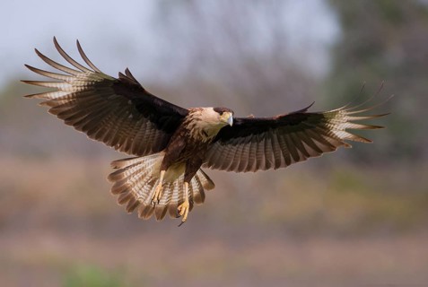 Crested Caracara (Caracara cheriway)
