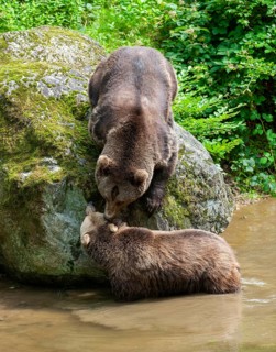 Brown bears (Ursus arctos) male and female, interaction, social behaviour, captive, Bavarian Forest