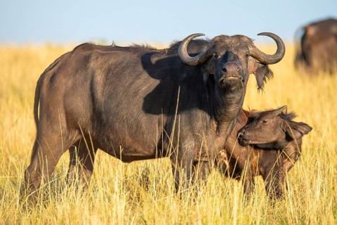 An adult buffalo with large, curved horns stands protectively close to a juvenile in the golden