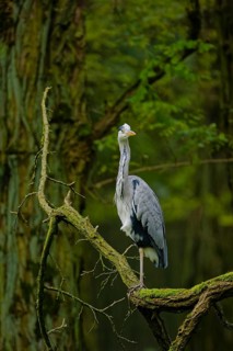 Grey heron (Ardea cinerea) standing on moss-covered tree branch in dense green forest, alert