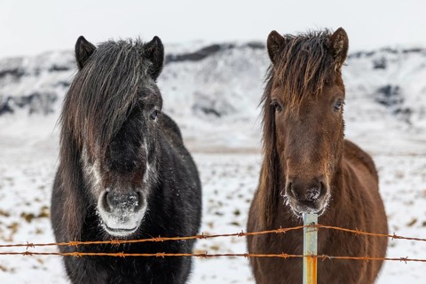 Icelandic horses (Equus ferus caballus), portrait, snow, winter, Iceland, Scandinavia